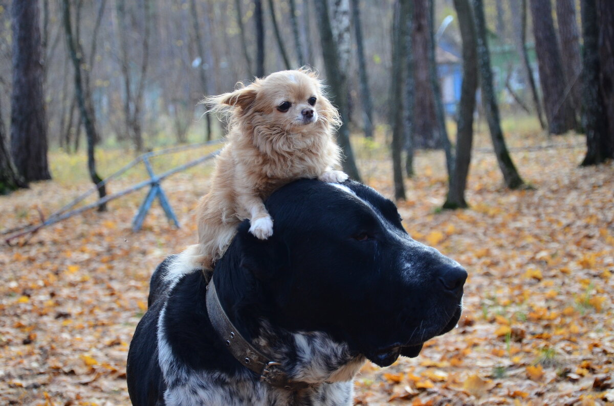...Хорошо сижу,далеко гляжу:)) - Рудаков Сергей ...Хорошо сижу,далеко гляжу:)) - Рудаков Сергей