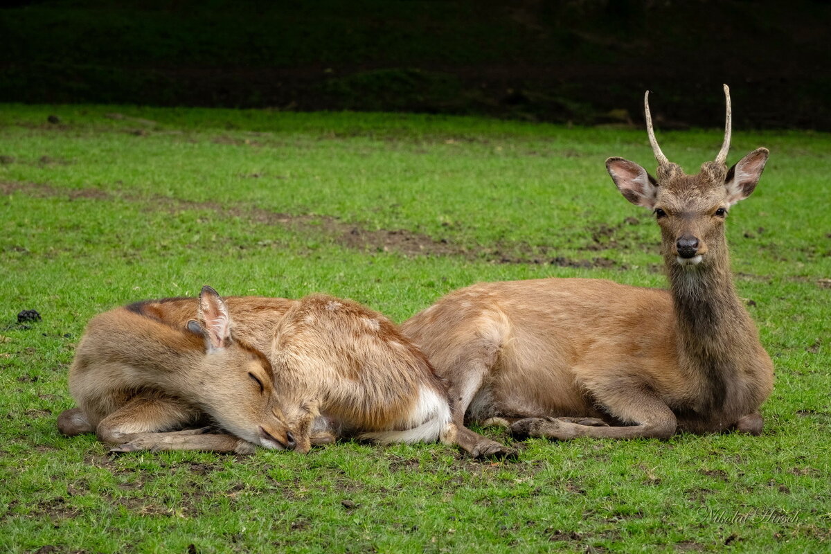 Нежная парочка... - Николай Гирш