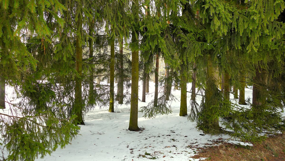 Там,где запах хвои и весны... - Sergey Gordoff