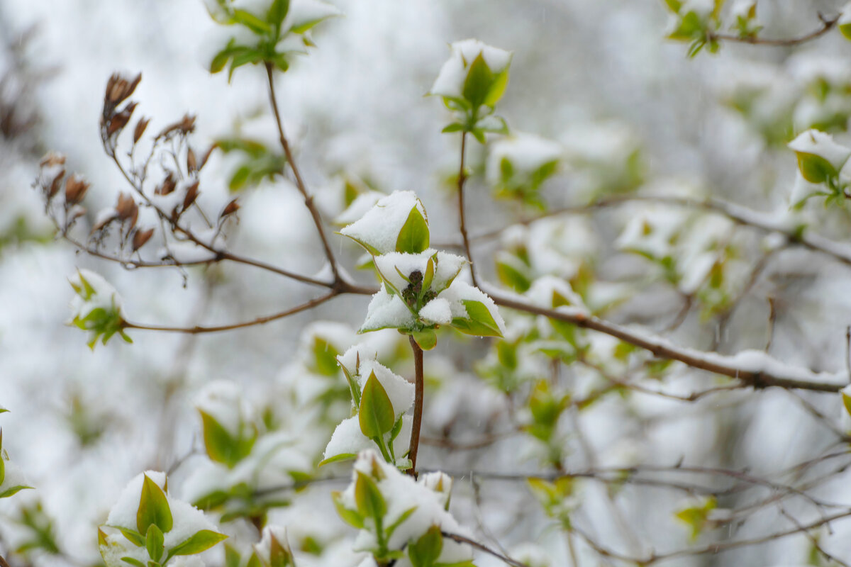 апрельская флора под снегом 2 - Александр Прокудин апрельская флора под снегом 2 - Александр Прокудин
