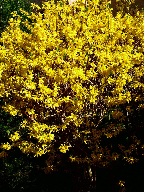 Весенние зарисовки 73 - Алексей Кузнецов