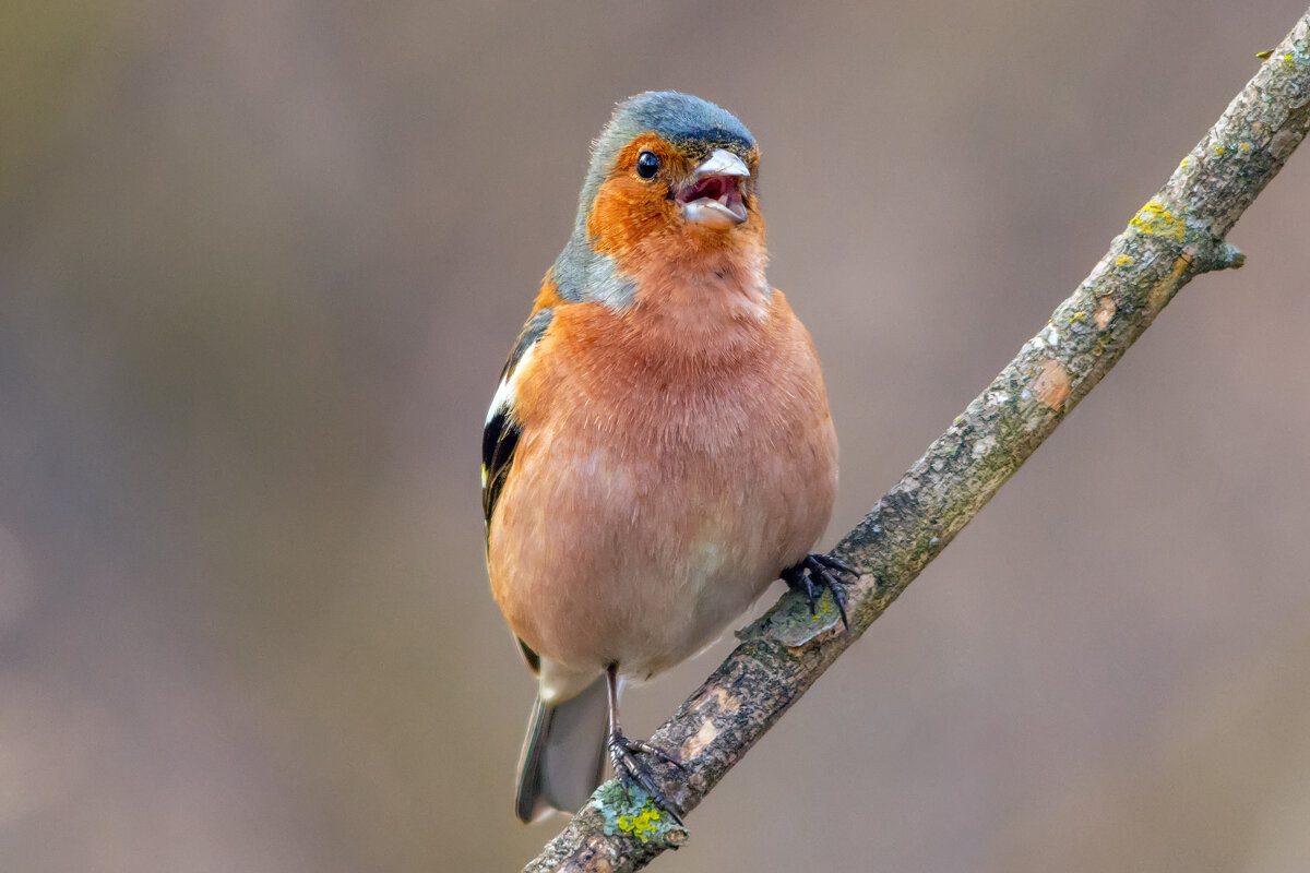 трелит - Виталий Емельянов трелит - Виталий Емельянов