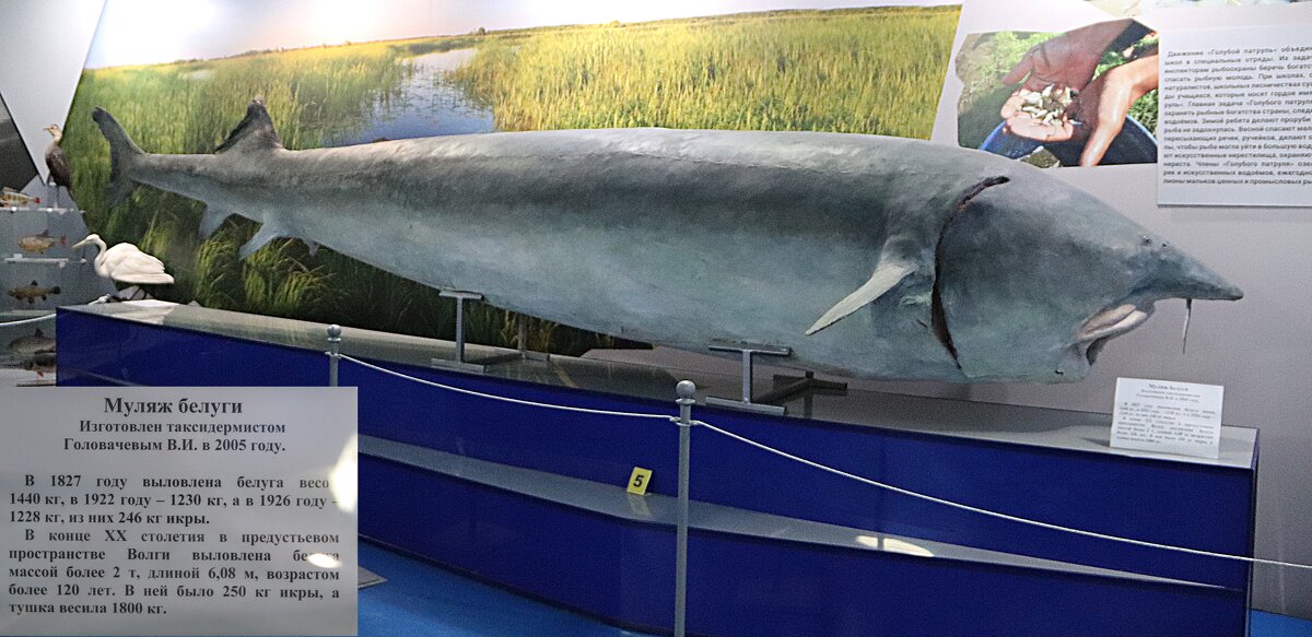 Муляж белуги - Любовь Сахарова