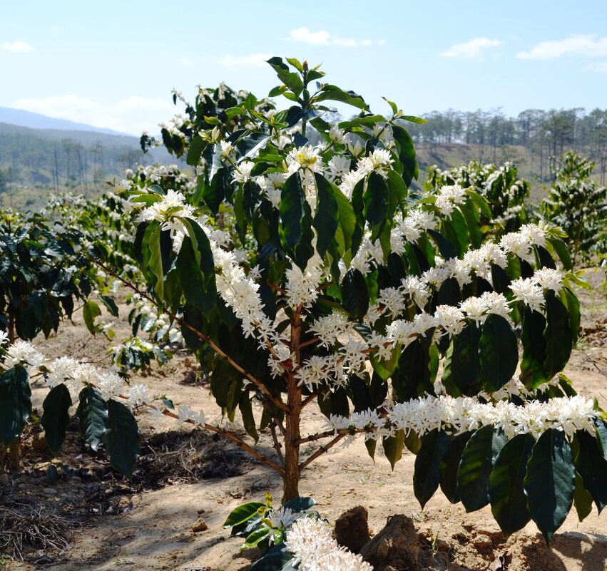 Цветет кофе - ирина 