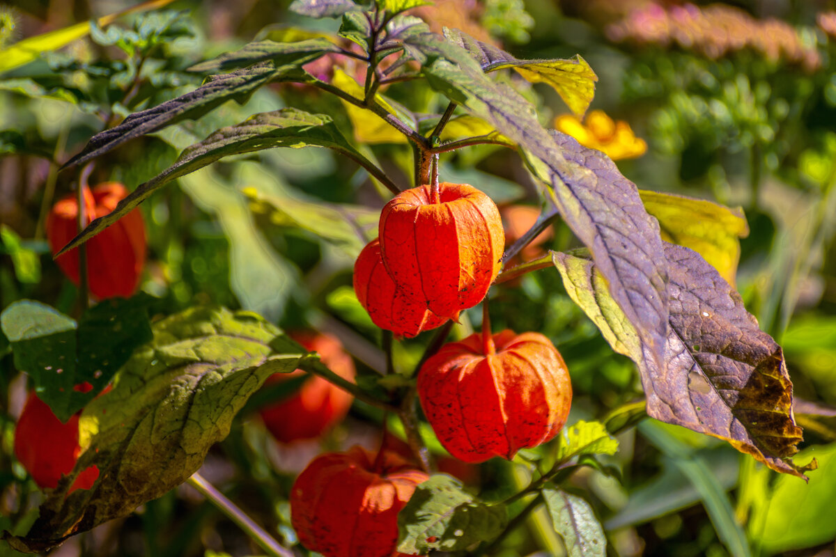 Физалис обыкновенный - Игорь Сикорский Физалис обыкновенный - Игорь Сикорский