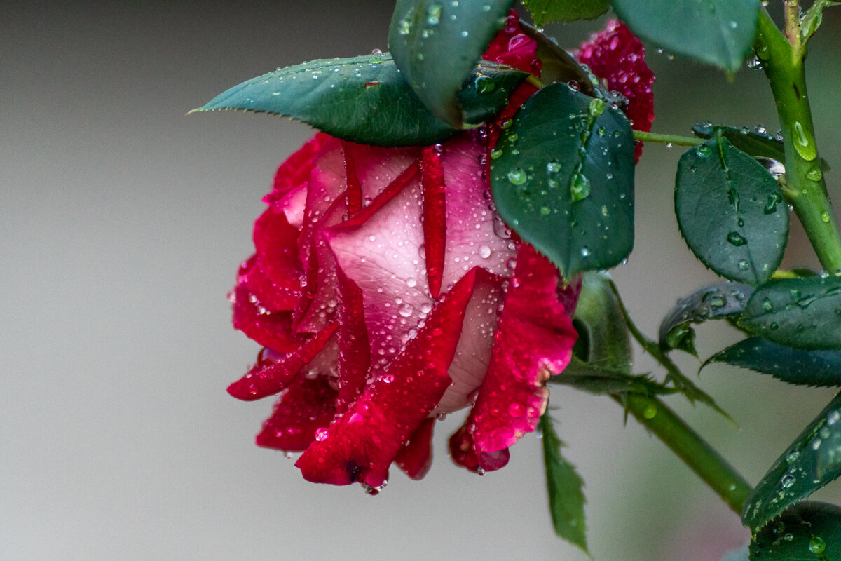 Роза - Игорь Сикорский