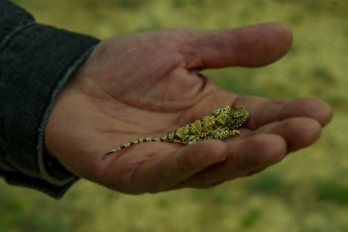 ящерка - Анатолий Чикчирный ящерка - Анатолий Чикчирный