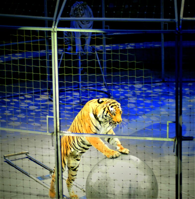 Тигр на шаре - Александр Владимирович Никитенко