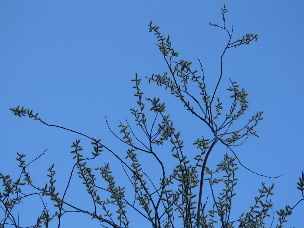 краски апреля - Елена Шаламова