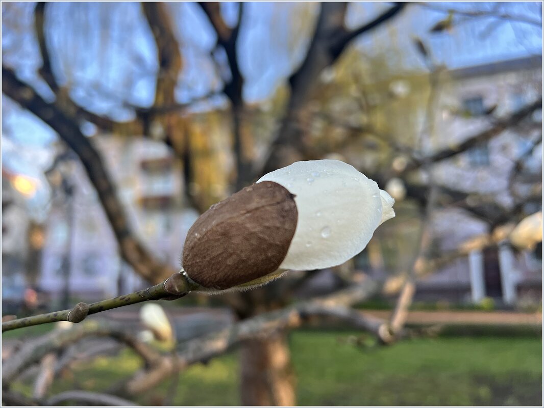 Бутон магнолии. - Валерия Комова