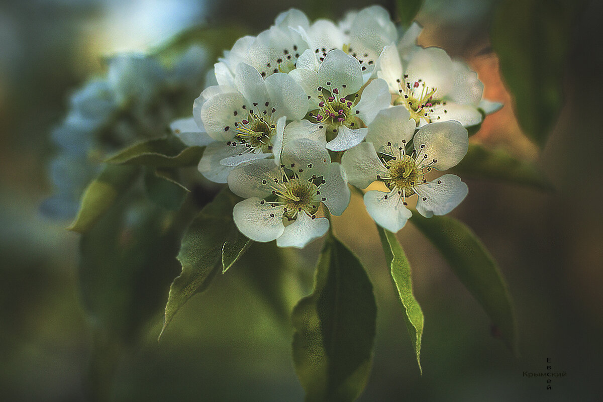 Крым. - Борис 
