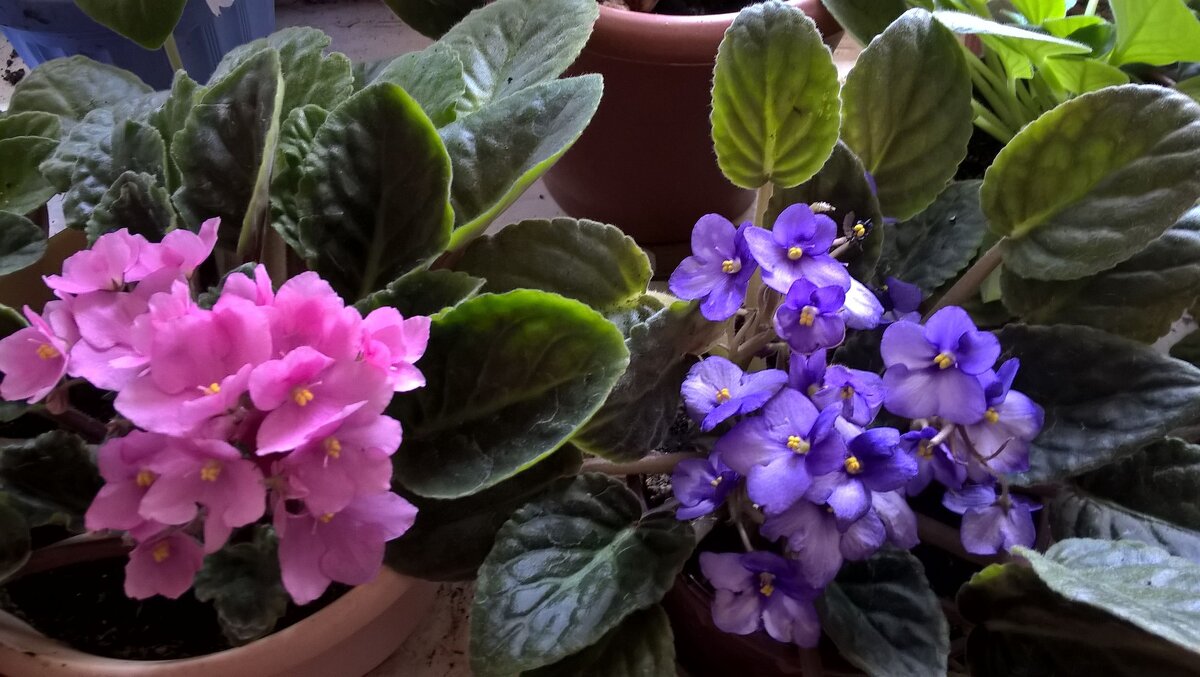 Фиалки - Елена Семигина Фиалки - Елена Семигина