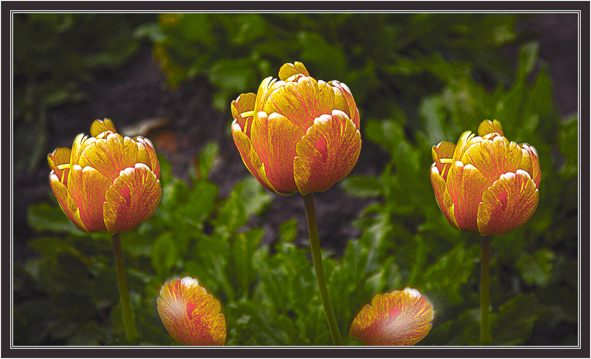 Тюльпаны. - Владимир Кроливец