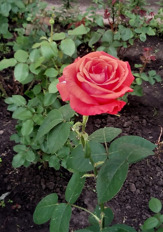 ,,, - Сергей Тимоновский