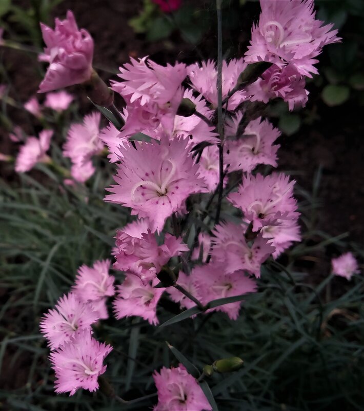 ,,, - Сергей Тимоновский