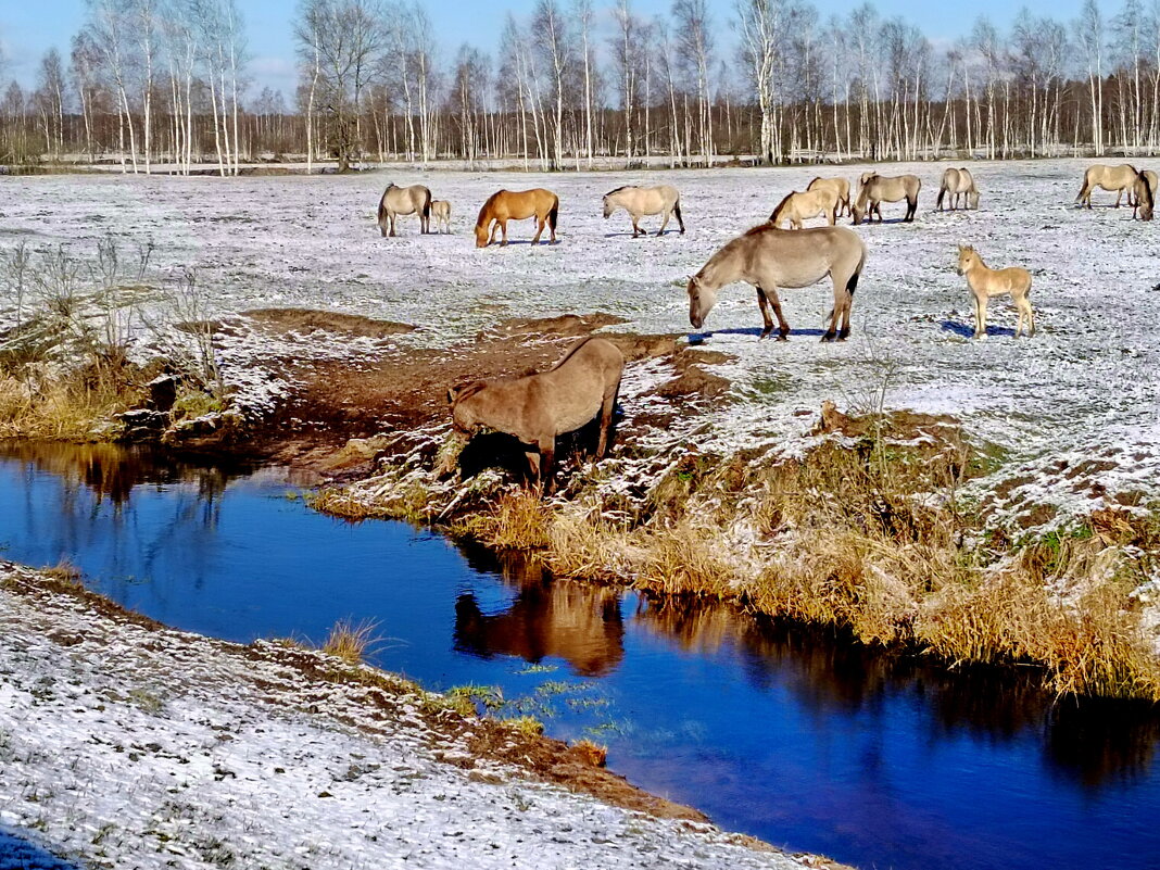 Пейзаж с тарпанами в Столбцовском районе. Беларусь. - Александр Сапунов