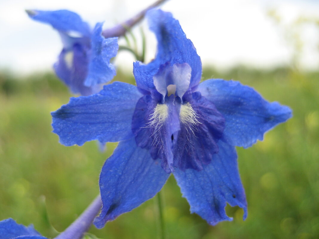 Живокость - Anna Ivanova Живокость - Anna Ivanova