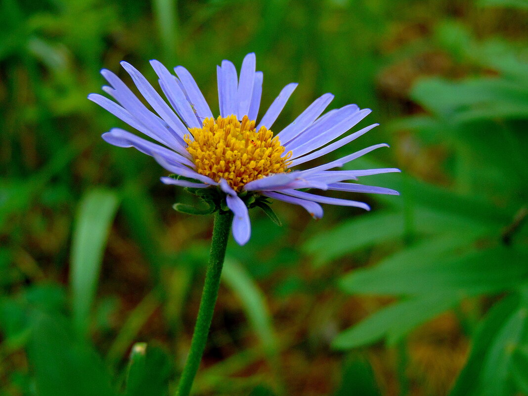 Синяя ромашка. - nadyasilyuk Вознюк
