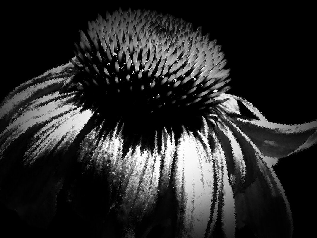 Echinacea - Civetta *** Echinacea - Civetta ***