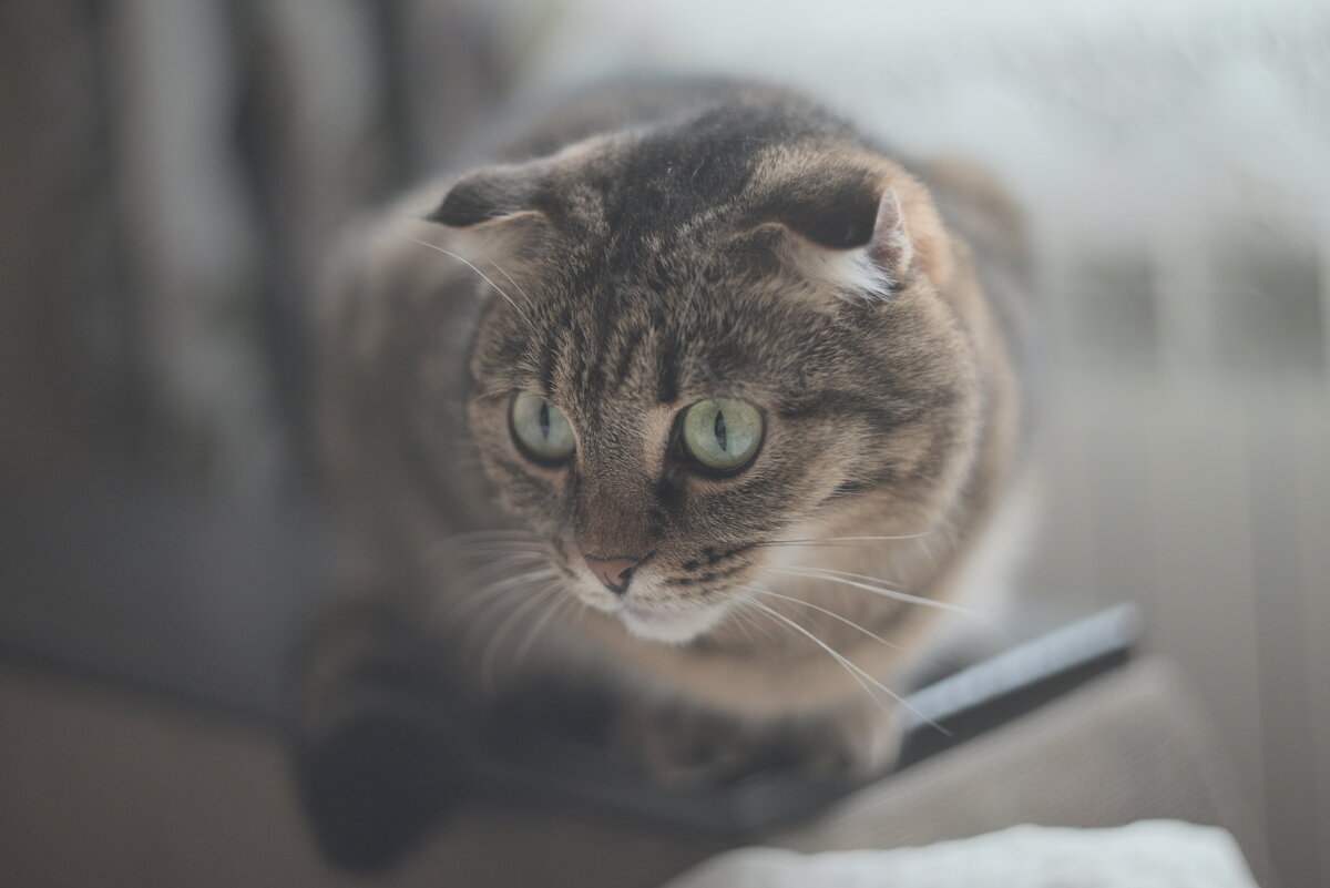 Усатое облако - Владислав Левашов Усатое облако - Владислав Левашов