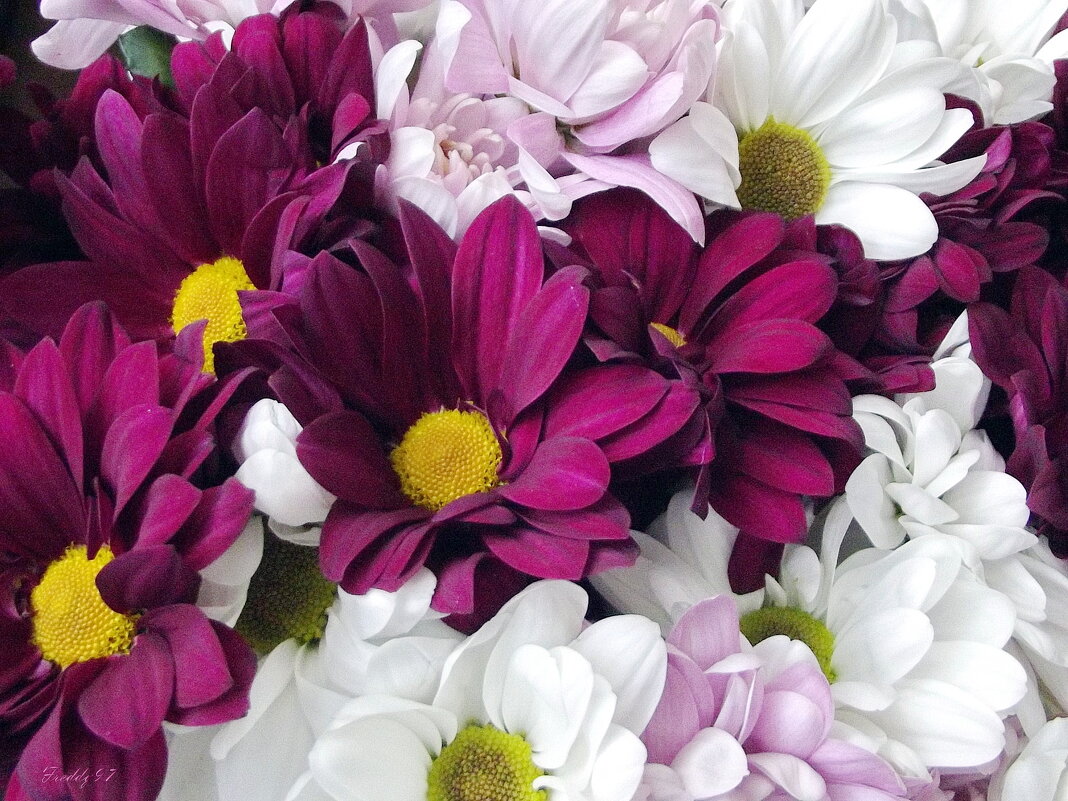 Хризантемы - Freddy 97