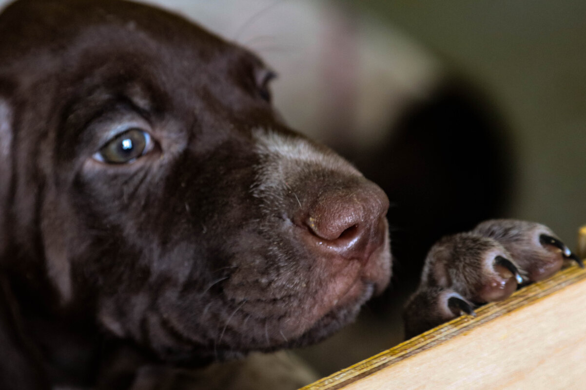 псята - Павел Кошалеф
