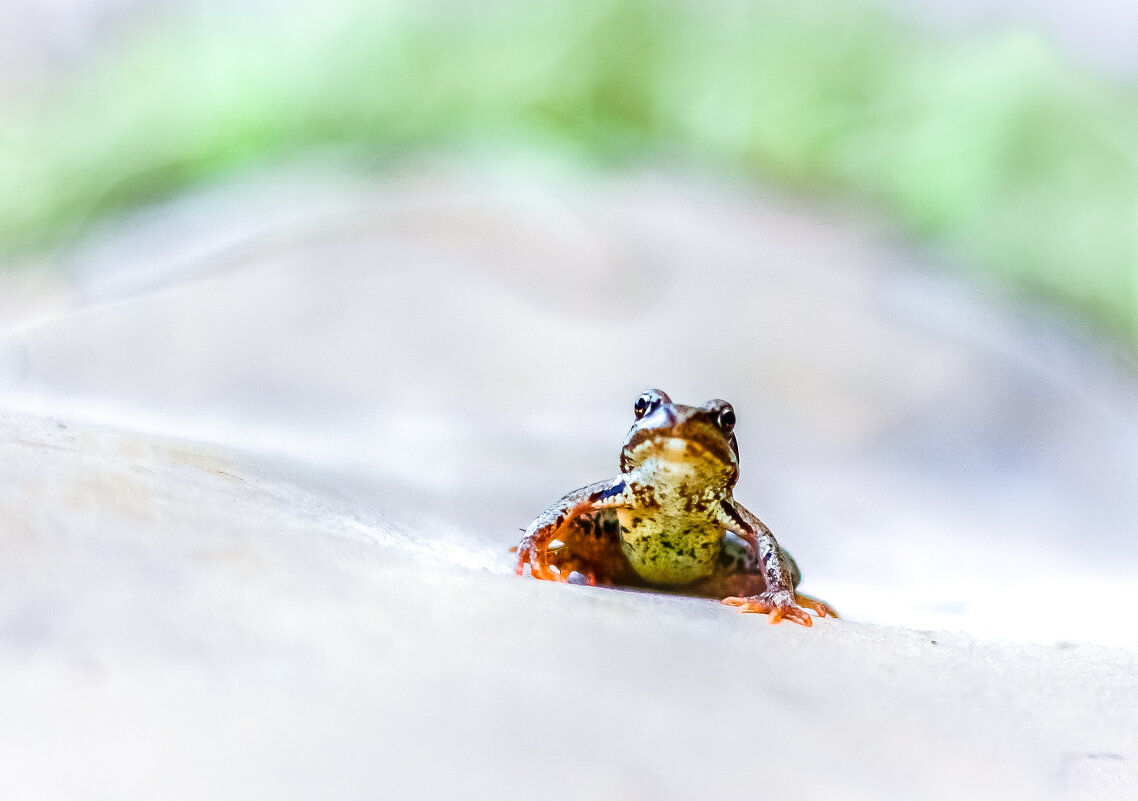 Комментаторы - Зан Занозович . Комментаторы - Зан Занозович .