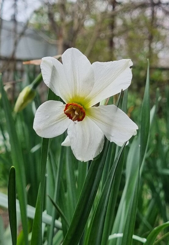 Первый белый... - Наталья 