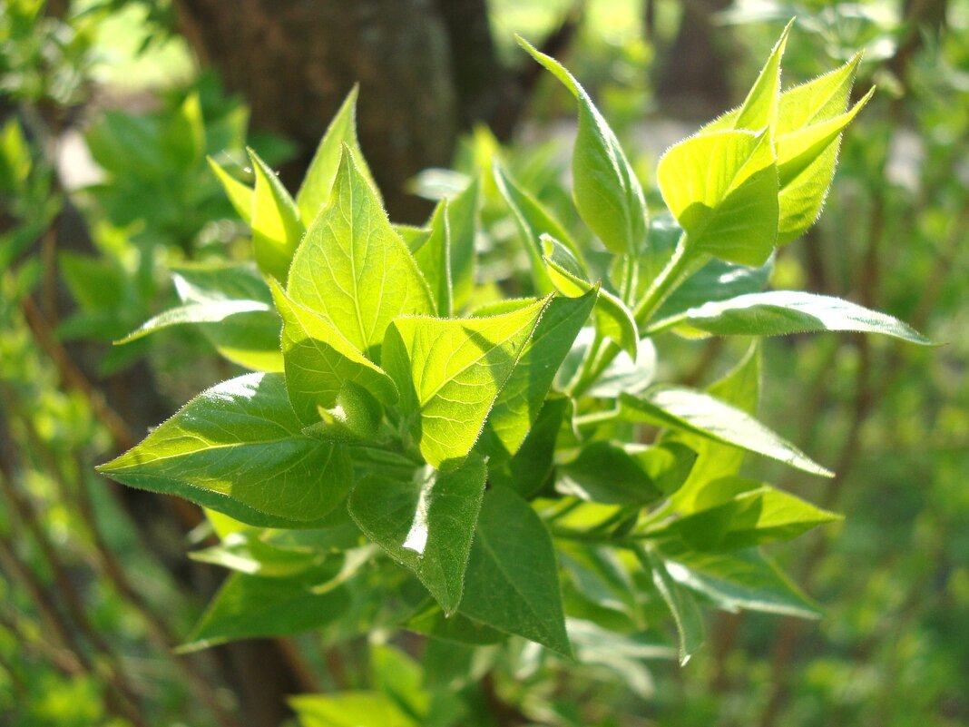 весна - марта Камушкина