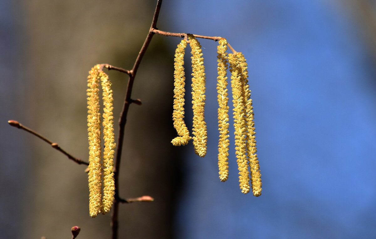 Лещина цветет - Алексей . Лещина цветет - Алексей .