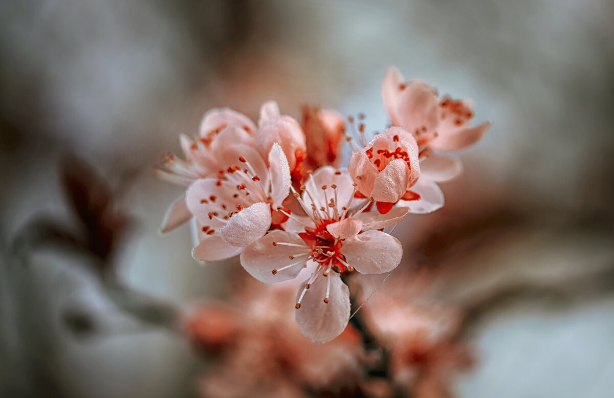 Цветение. - Лилия .