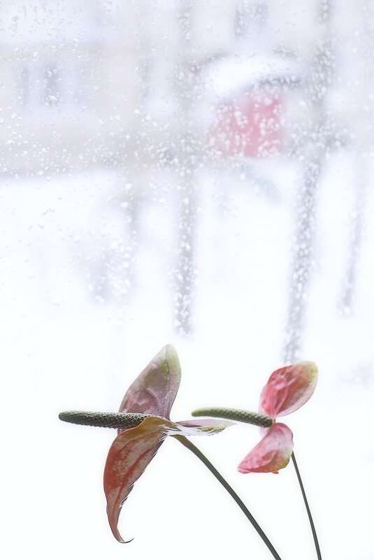 "За окном метель". - Журавлев Владимир 