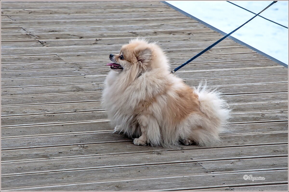 В профиль... - Aquarius - Сергей