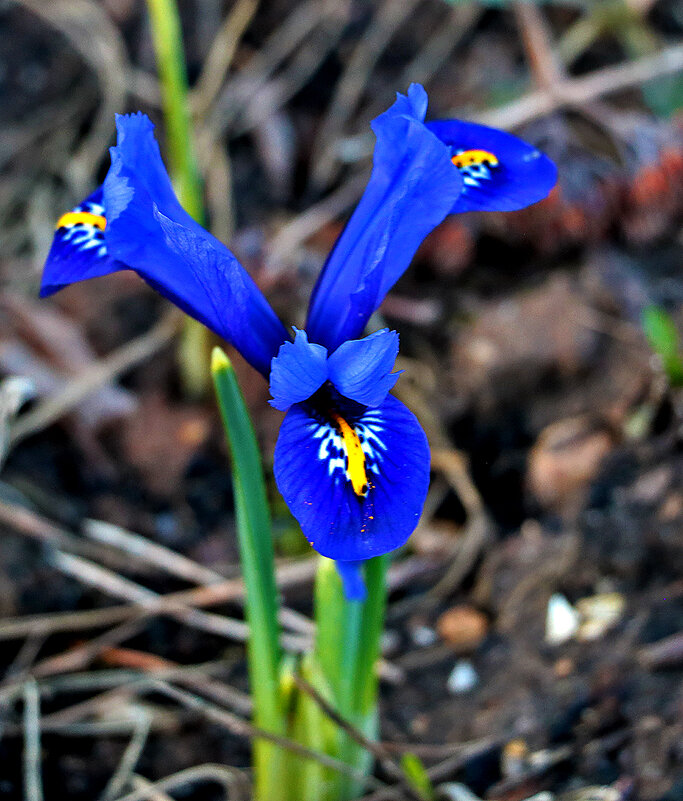 2 апреля - первый ирис - Светлана 2 апреля - первый ирис - Светлана