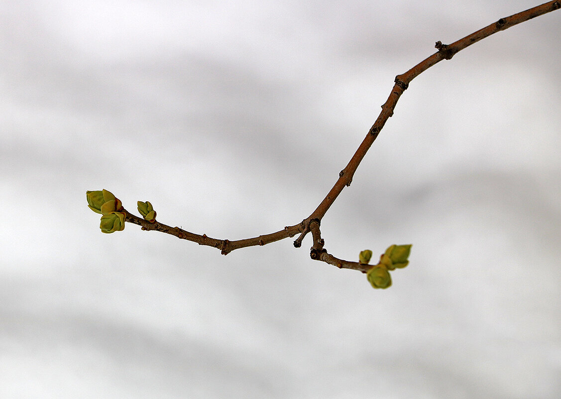 7 апреля - уже почки на сирени - Светлана 