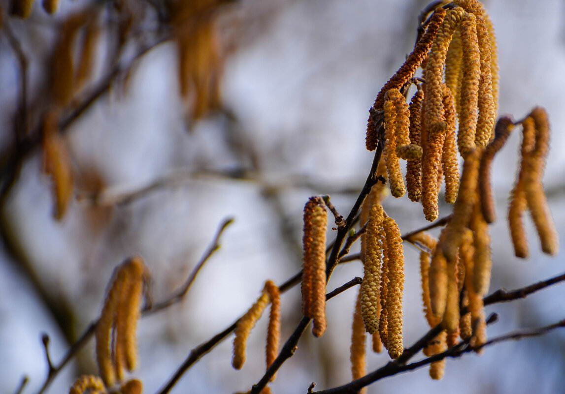 весенний привет - Анатолий Портнов весенний привет - Анатолий Портнов