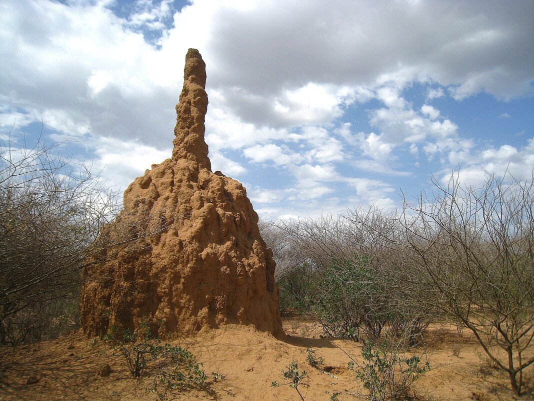 Термитник. - unix (Илья Утропов)