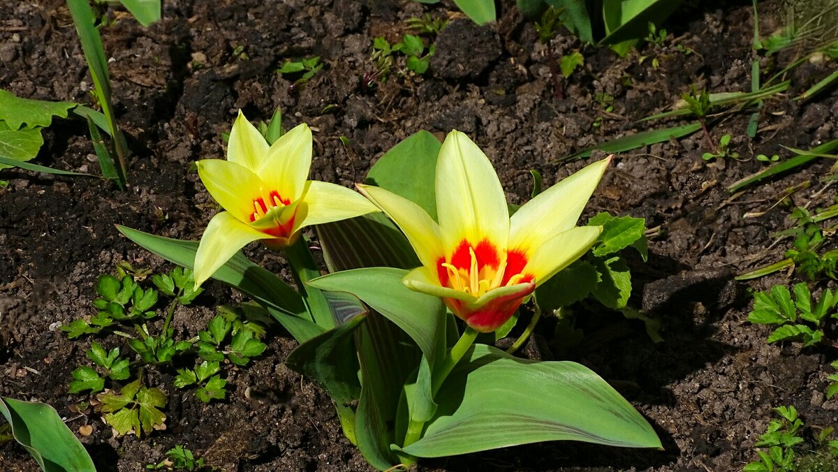 Цветы на городской клумбе до снегопада. - Милешкин Владимир Алексеевич 