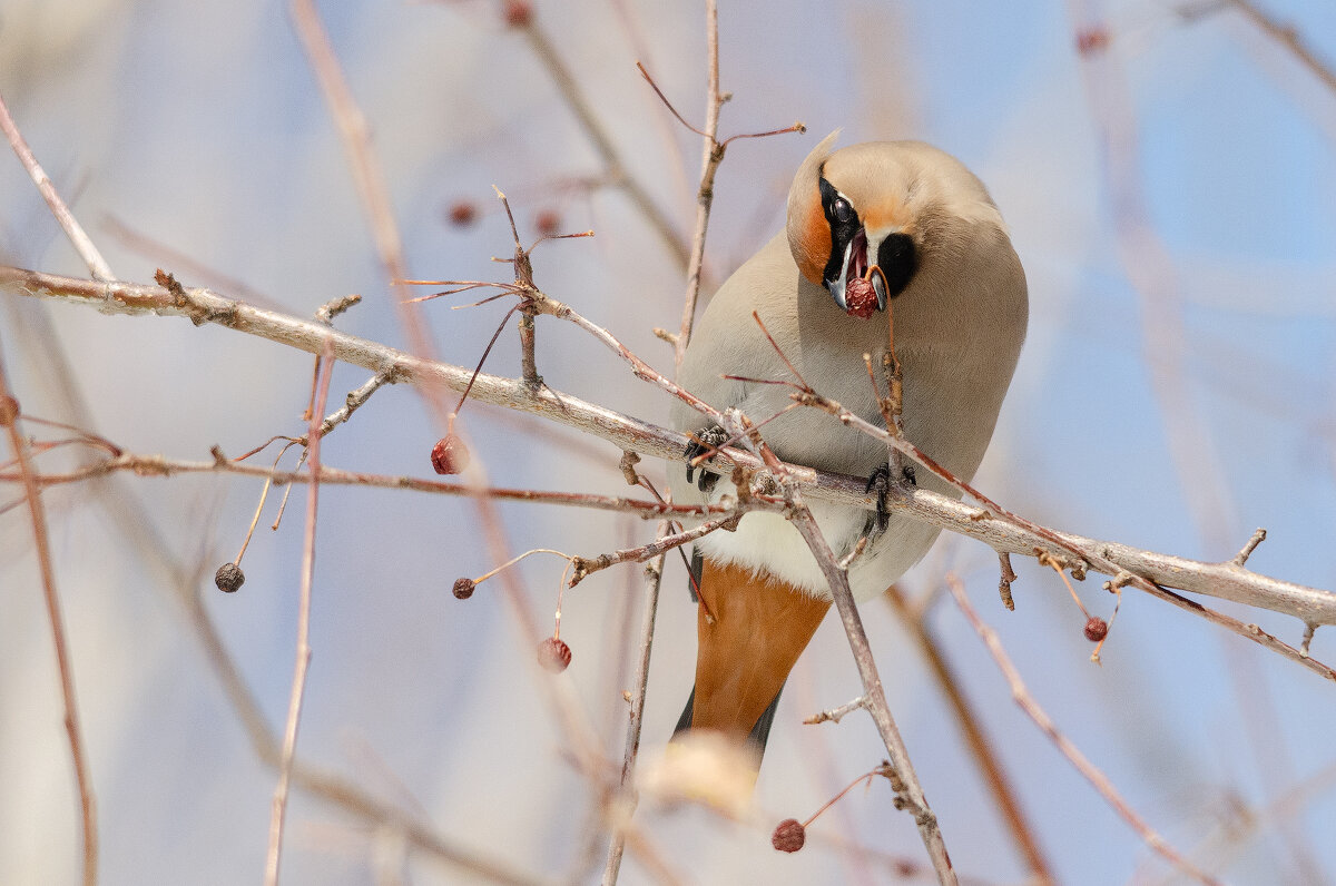 Свиристель. - Виктор Иванович Чернюк Свиристель. - Виктор Иванович Чернюк