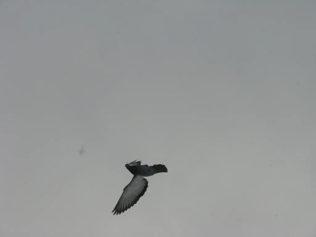 голубь -вертун - Надежда голубь -вертун - Надежда