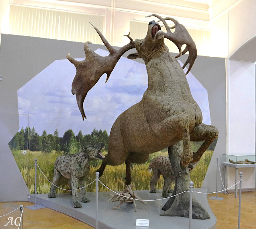 Большерогий олень - Любовь Сахарова Большерогий олень - Любовь Сахарова