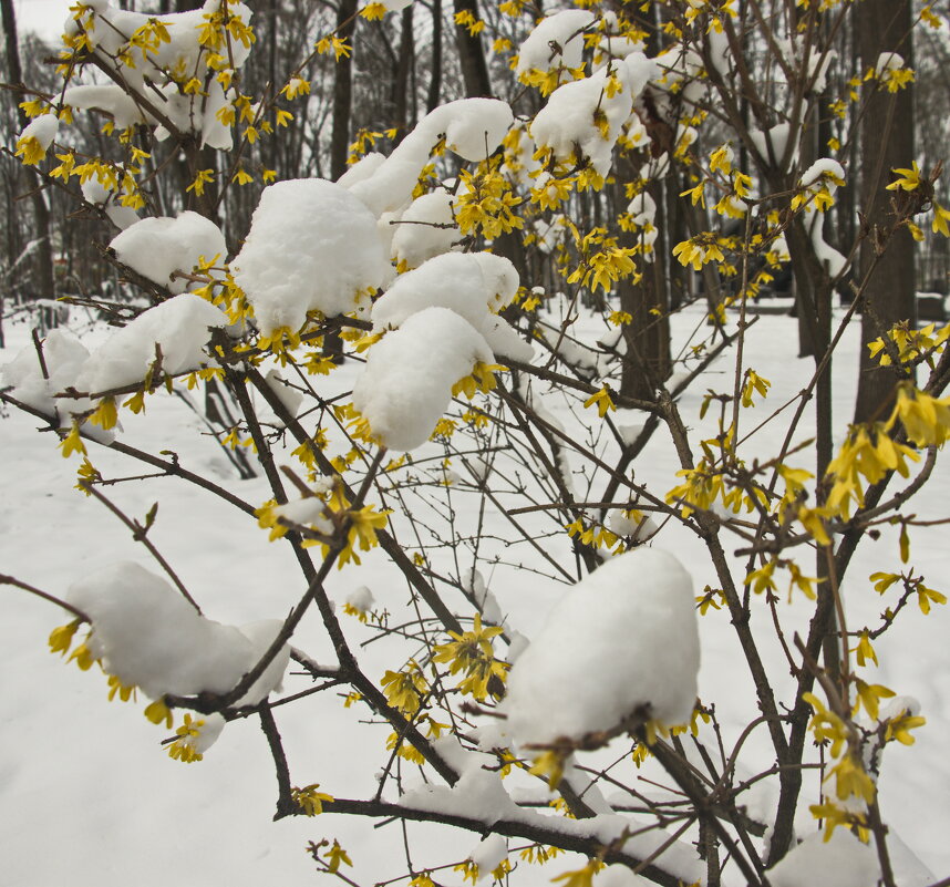 апрельский снег - Владимир Зырянов