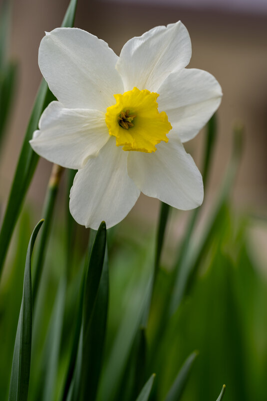 Нарцисс - Referee (Дмитрий)