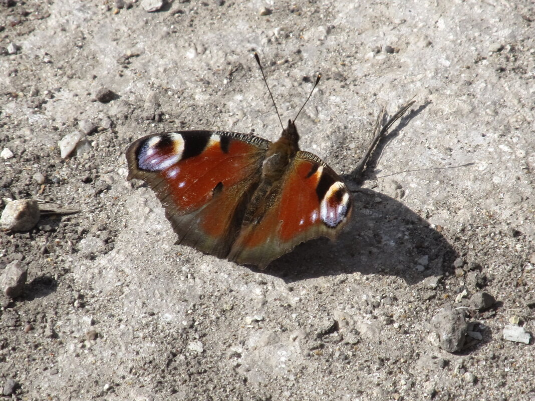 Первые ! - Елена Шаламова