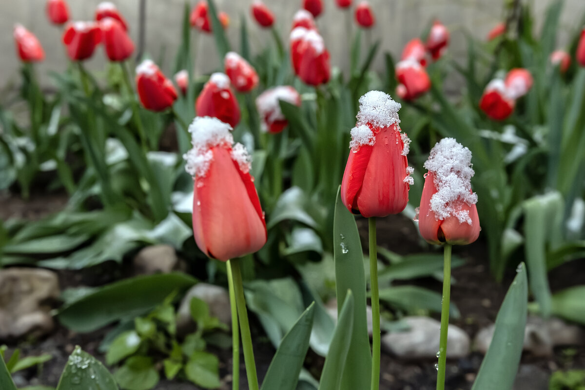 Тюльпаны, -2 - Валерий Басыров