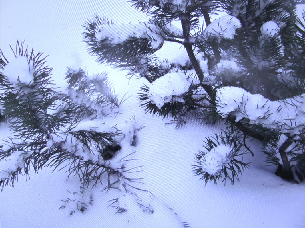 Всё в снегу - Людмила Смородинская Всё в снегу - Людмила Смородинская