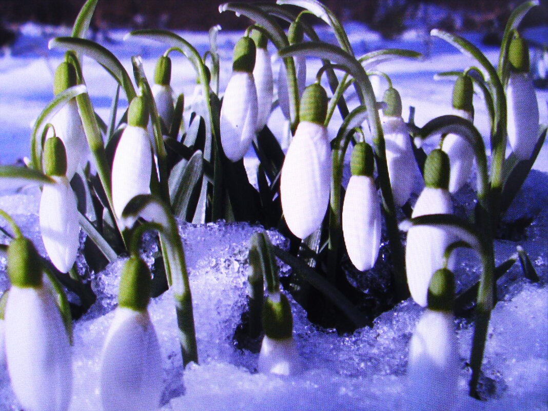 Утонула красота - Людмила Смородинская Утонула красота - Людмила Смородинская