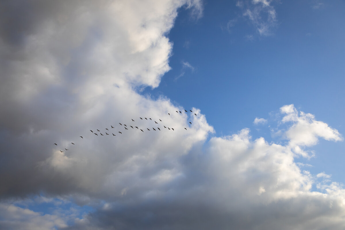 **** - Елизавета .