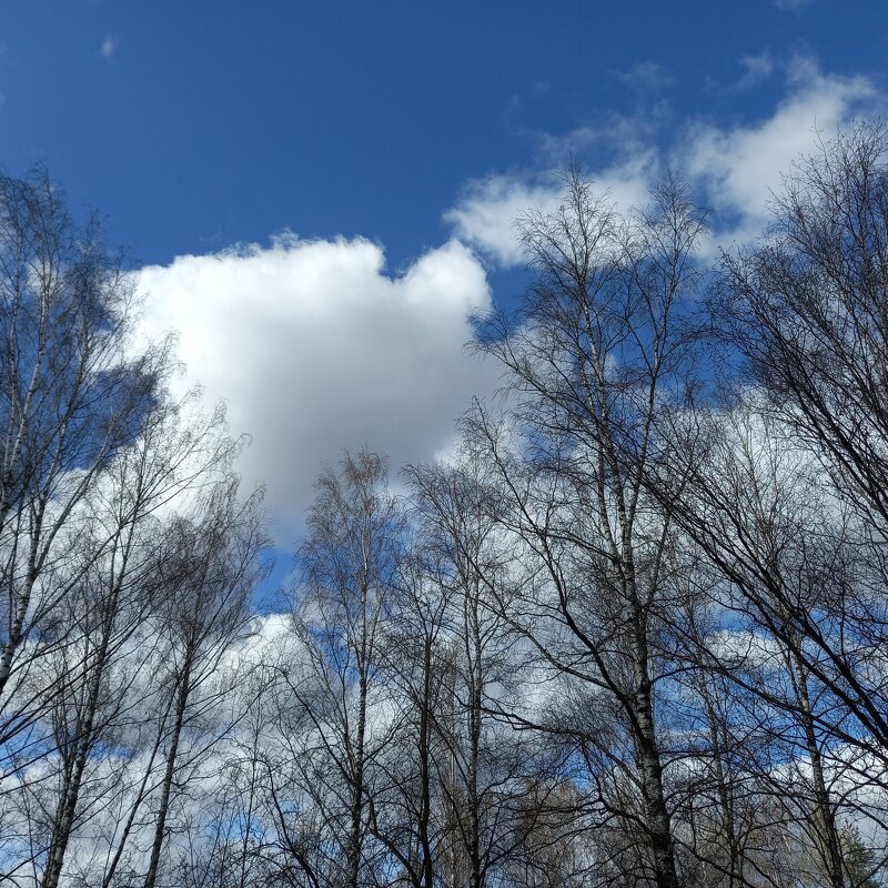 Апрель в небе - BoxerMak Mak Апрель в небе - BoxerMak Mak