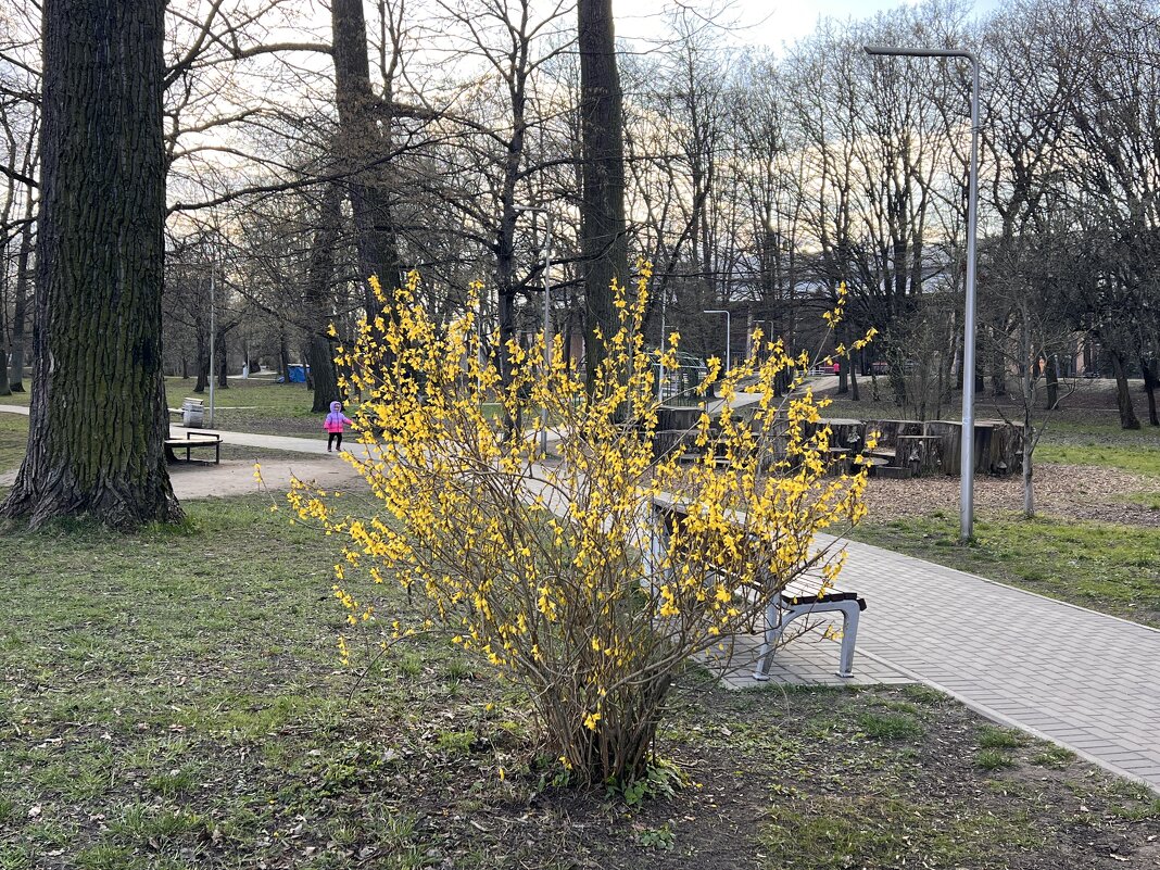 Весна в парке. - Валерия Комова Весна в парке. - Валерия Комова